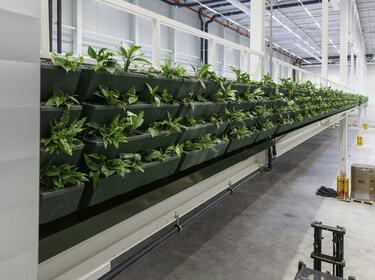 Planten die groeien in een warehouse